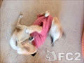動画:仰向けで、くねくねしながら、手足を上下させる犬・abby(8歳)<普通バージョン>